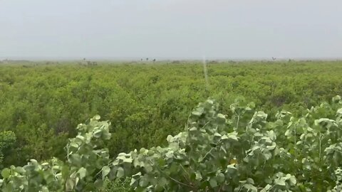 Thunderstorm in the forest by the ocean near Cancun Mexico, all natural sounds, rain and thunder.