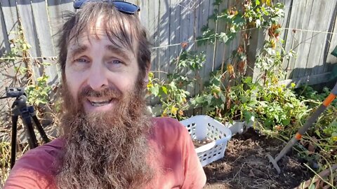 Front Yard Wicking Bed Update with Sweet Potato Surprise