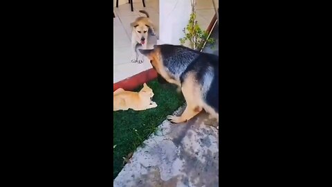 funny cat and dog