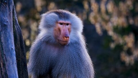 "Hamadryas Baboons: The Desert Kings of the Animal Kingdom"