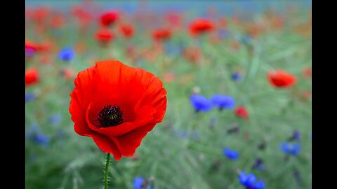 Top 10 Surprising Benefits of Poppy Seeds You Need to Know