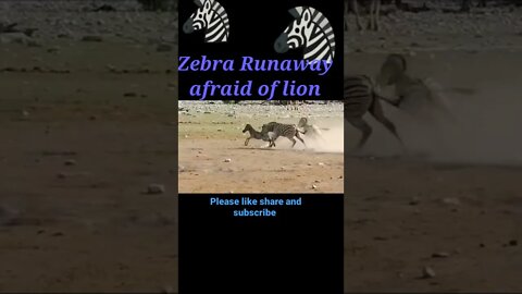 Zebra runway afraid of Lion 🦁2022,#shorts #shortvideo #youtubeshorts