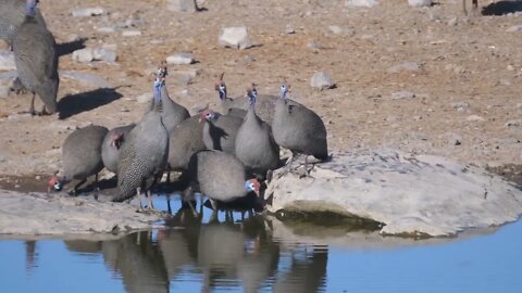 Group Helmeted guineafowl drinking water from a pond