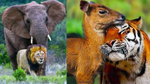 Unbelievable Animals Who Adopted Other Animals