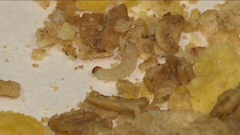 Mealworms in cereal bag spark supply chain contamination questions