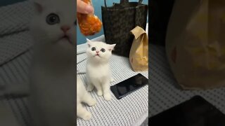 FUNNY CUTE KITTEN - Tiktok Compiled #Shorts