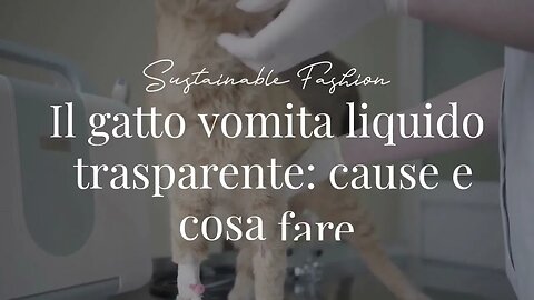 Il gatto vomita liquido trasparente: cause e cosa fare.