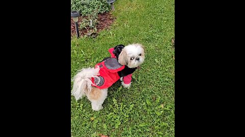 Rosie The Ladybug (Featuring Rosie The Shihtzu)