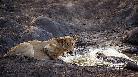 Crocodile attack lion in water