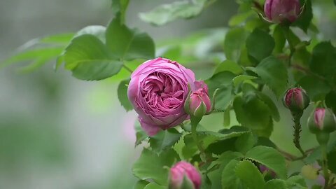 pink rose flower || rose flower || rose || how to grow roses || red roses || rose 🥀