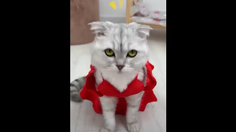 funny cats