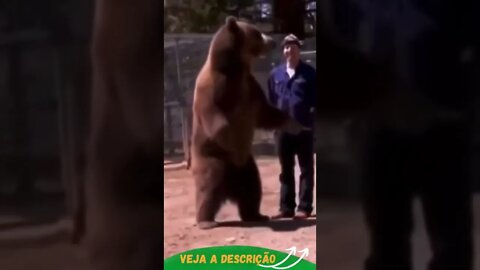 CENAS FORTES, ABRAÇO DE URSO #shorts #animals #planetaanimalshorts