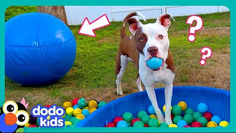 Wait! Where’s My BALL?! | Dodo Kids | Funny Dog Videos