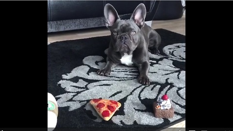 Dog chooses cake over pizza for breakfast