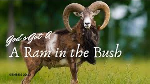 A Ram in the Bush