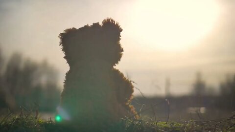 teddy bear alone sitting on grass field Retro and vintage style