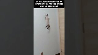 o gato que foi picado por uma aranha