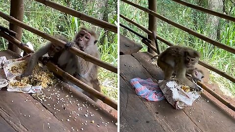 Hungry Monkeys In Sri Lanka Snack On Tourists' Food