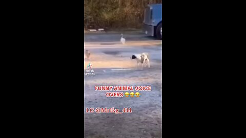 FUNNY ANIMAL VOICE OVERS 😂😂😂 SHIT JUST FUNNY