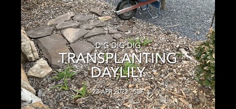 Transplanting Daylily