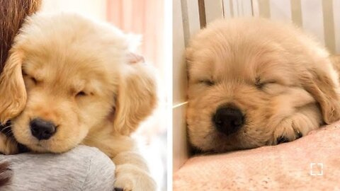 🐶These Golden Retriever Puppies Will Brighten Your Day🐶| Cute Puppies