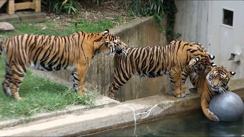 Tiger cubs prowl and play at Smithsonian National Zoo