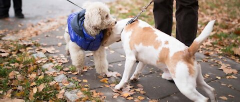 What Does A Good Dog Meeting Look Like