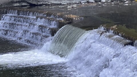 Salmon run Humber River 2022 edition 17