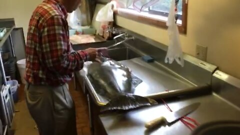 Filleting a large halibut 2