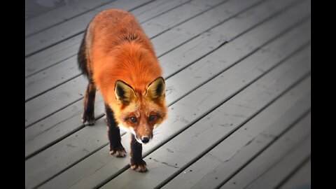 Funny Fox is Hunting under the SNOW #Shorts