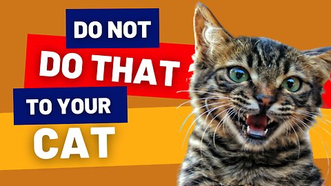 10 things that cats hate and you should avoid