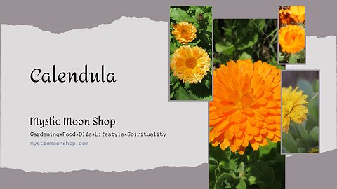 Calendula Growing Harvesting & Using