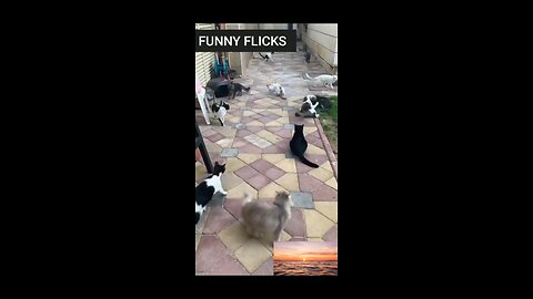 FUNNY CAT FIGHT🐈