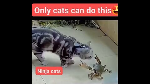 Ninja cats funny 🤣 videos