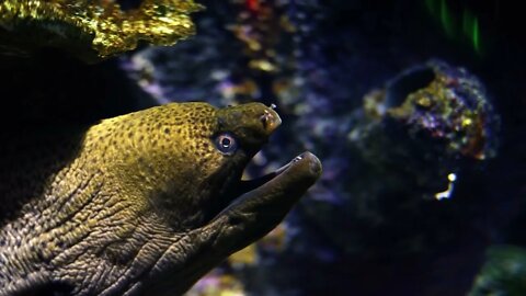 Moray Eel Fish In Underwater