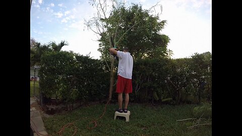 Blasian Babies DaDa Remington Electric Chainsaw Massacre, Cutting Down Plants Using Carbon E-Grid