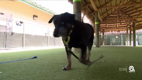 Jackson the 'gentle giant' with cute paws up for adoption at Palm Beach County animal shelter