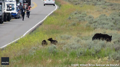 BEAR-Y STUPID MOVE! Tourists Charge Mama Bear and Cubs at Yellowstone