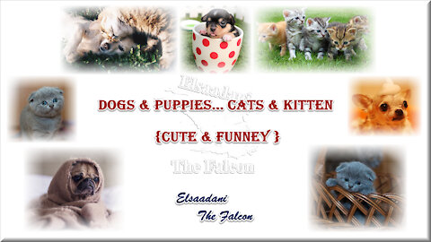 Dogs & Puppies... Cats & Kitten - {Cute & Funney }