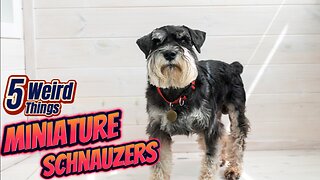 5 Weird Things - Miniature Schnauzers (Rat Terminators!)