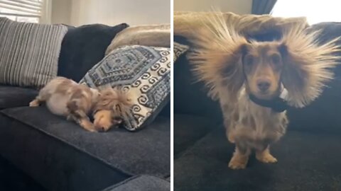 Static Electricity Makes Dog's Hair Hilariously Stand Up