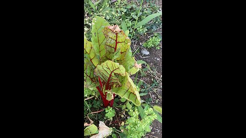 Swiss chard starting to seed