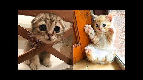 Baby Cats - Cute and Funny Cat Videos Compilation