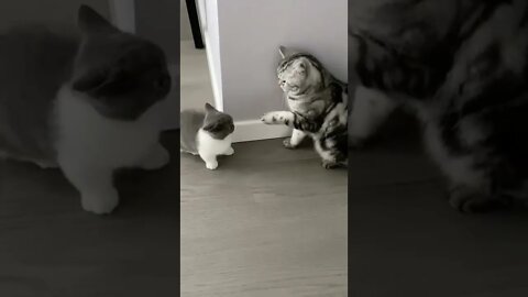 FUNNY CUTE KITTEN - Tiktok Compiled #Shorts