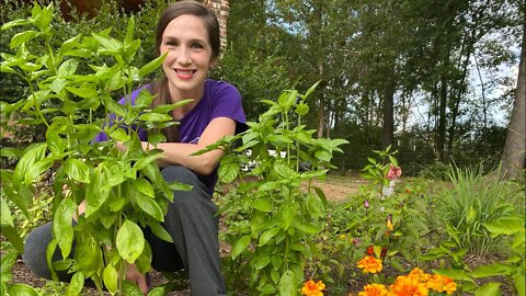 Survival Tip - How TO Make FREE Plants AT HOME Easy (Self Sufficient In A Worldwide Food Shortage)