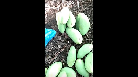 Raw Mango in Mountain of Tuburan Cebu