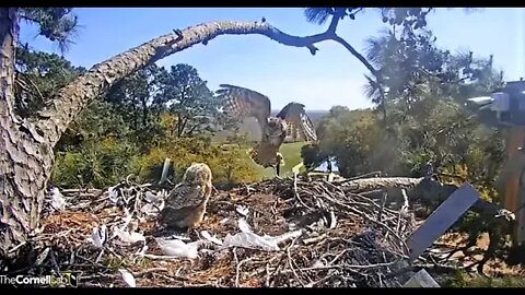 Mom Returns With Dinner 🦉 4/3/22 15:59