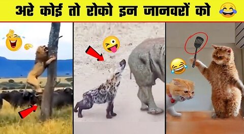 New Funniest Cats 😹And Dogs🐶 Videos 😁 Best Of The 2023 Funny Animal Videos