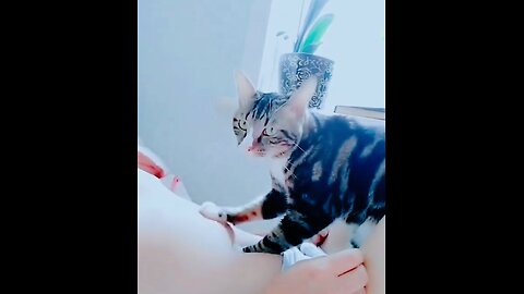 🐾 How’s My Massage Technique? Kitty Shows Off Its Paw-some Skills! 😹💆‍♂️