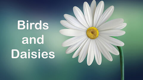 Birds and Daisies